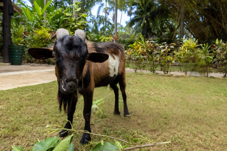 Betty 7 Authentic Jamaica Blog